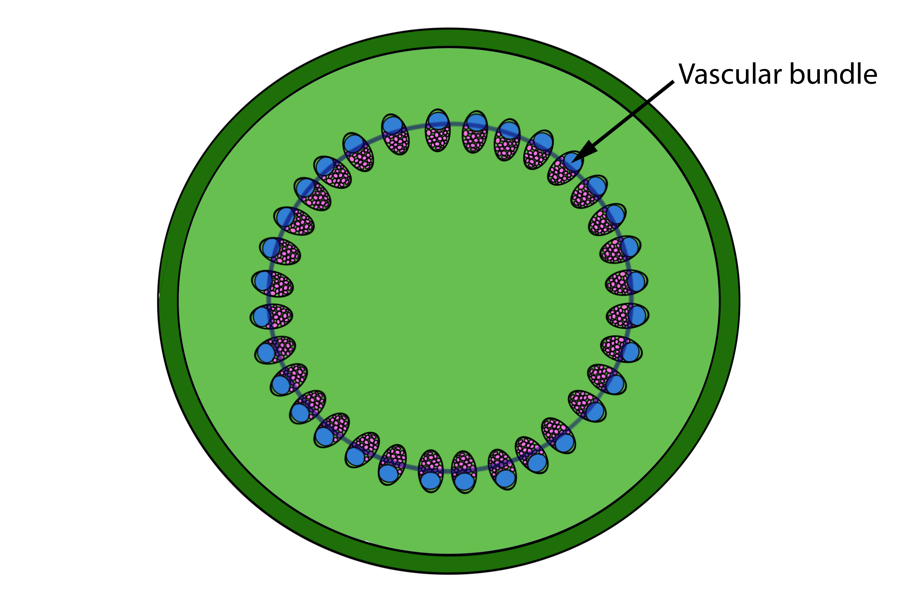 Cross section of a dicot stem showing the organised rings of vascular bundles